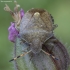 Pamargintoji skydblakė - Peribalus strictus | Fotografijos autorius : Žilvinas Pūtys | © Macronature.eu | Macro photography web site