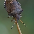 Vernal Shieldbug - Peribalus strictus | Fotografijos autorius : Gintautas Steiblys | © Macronature.eu | Macro photography web site