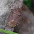 Vernal Shieldbug - Peribalus strictus | Fotografijos autorius : Romas Ferenca | © Macronature.eu | Macro photography web site
