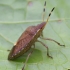 Vernal Shieldbug - Peribalus strictus | Fotografijos autorius : Romas Ferenca | © Macrogamta.lt | Šis tinklapis priklauso bendruomenei kuri domisi makro fotografija ir fotografuoja gyvąjį makro pasaulį.