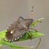 Vernal Shieldbug - Peribalus strictus | Fotografijos autorius : Gintautas Steiblys | © Macronature.eu | Macro photography web site