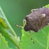 Vernal Shieldbug - Peribalus strictus | Fotografijos autorius : Gintautas Steiblys | © Macronature.eu | Macro photography web site