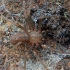 Viduržeminis voras atsiskyrėlis - Loxosceles rufescens | Fotografijos autorius : Gintautas Steiblys | © Macrogamta.lt | Šis tinklapis priklauso bendruomenei kuri domisi makro fotografija ir fotografuoja gyvąjį makro pasaulį.