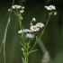 Vienmetė šiušelė - Erigeron annuus  | Fotografijos autorius : Kęstutis Obelevičius | © Macrogamta.lt | Šis tinklapis priklauso bendruomenei kuri domisi makro fotografija ir fotografuoja gyvąjį makro pasaulį.