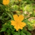 Vilnotasis vėdrynas - Ranunculus lanuginosus | Fotografijos autorius : Ramunė Vakarė | © Macrogamta.lt | Šis tinklapis priklauso bendruomenei kuri domisi makro fotografija ir fotografuoja gyvąjį makro pasaulį.