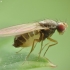 Vinegar fly - Scaptomyza sp. | Fotografijos autorius : Vidas Brazauskas | © Macronature.eu | Macro photography web site