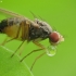 Vinegar fly - Scaptomyza sp. | Fotografijos autorius : Vidas Brazauskas | © Macronature.eu | Macro photography web site