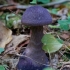 Violet Webcap - Cortinarius violaceus | Fotografijos autorius : Gediminas Gražulevičius | © Macronature.eu | Macro photography web site