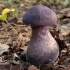 Violet Webcap - Cortinarius violaceus | Fotografijos autorius : Vytautas Gluoksnis | © Macronature.eu | Macro photography web site