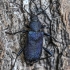 Violet tanbark beetle - Callidium violaceum | Fotografijos autorius : Kazimieras Martinaitis | © Macrogamta.lt | Šis tinklapis priklauso bendruomenei kuri domisi makro fotografija ir fotografuoja gyvąjį makro pasaulį.