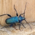 Violet tanbark beetle - Callidium violaceum | Fotografijos autorius : Romas Ferenca | © Macronature.eu | Macro photography web site