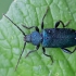 Violet tanbark beetle - Callidum violaceum | Fotografijos autorius : Zita Gasiūnaitė | © Macronature.eu | Macro photography web site