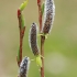 Pajūrinis karklas - Salix daphnoides | Fotografijos autorius : Gintautas Steiblys | © Macrogamta.lt | Šis tinklapis priklauso bendruomenei kuri domisi makro fotografija ir fotografuoja gyvąjį makro pasaulį.
