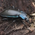 Violetinis puošniažygis - Carabus violaceus | Fotografijos autorius : Vytautas Tamutis | © Macrogamta.lt | Šis tinklapis priklauso bendruomenei kuri domisi makro fotografija ir fotografuoja gyvąjį makro pasaulį.