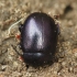 Violetinis puošnys - Chrysolina sturmi | Fotografijos autorius : Vidas Brazauskas | © Macrogamta.lt | Šis tinklapis priklauso bendruomenei kuri domisi makro fotografija ir fotografuoja gyvąjį makro pasaulį.