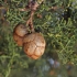 Visžalis kiparisas - Cupressus sempervirens | Fotografijos autorius : Gintautas Steiblys | © Macrogamta.lt | Šis tinklapis priklauso bendruomenei kuri domisi makro fotografija ir fotografuoja gyvąjį makro pasaulį.