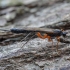 Vytis - Dolichomitus pterelas ♀ | Fotografijos autorius : Žilvinas Pūtys | © Macrogamta.lt | Šis tinklapis priklauso bendruomenei kuri domisi makro fotografija ir fotografuoja gyvąjį makro pasaulį.