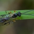 Vytis - Erromenus calcator ♀ | Fotografijos autorius : Žilvinas Pūtys | © Macrogamta.lt | Šis tinklapis priklauso bendruomenei kuri domisi makro fotografija ir fotografuoja gyvąjį makro pasaulį.