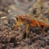 Vytis - Lymantrichneumon disparis | Fotografijos autorius : Gintautas Steiblys | © Macrogamta.lt | Šis tinklapis priklauso bendruomenei kuri domisi makro fotografija ir fotografuoja gyvąjį makro pasaulį.