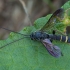 Vytis - Metopius scrobiculatus ♂ | Fotografijos autorius : Žilvinas Pūtys | © Macrogamta.lt | Šis tinklapis priklauso bendruomenei kuri domisi makro fotografija ir fotografuoja gyvąjį makro pasaulį.