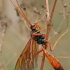 Vytis - Opheltes glaucopterus | Fotografijos autorius : Gintautas Steiblys | © Macrogamta.lt | Šis tinklapis priklauso bendruomenei kuri domisi makro fotografija ir fotografuoja gyvąjį makro pasaulį.