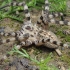 Walckenaer's huntsman spider - Eusparassus walckenaeri juv. ♀ | Fotografijos autorius : Gintautas Steiblys | © Macronature.eu | Macro photography web site