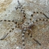 Walckenaer's huntsman spider - Eusparassus walckenaeri juv. ♀ | Fotografijos autorius : Gintautas Steiblys | © Macronature.eu | Macro photography web site