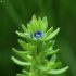 Wall Speedwell - Veronica arvensis | Fotografijos autorius : Vidas Brazauskas | © Macronature.eu | Macro photography web site