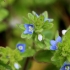 Wall Speedwell - Veronica arvensis | Fotografijos autorius : Ramunė Činčikienė | © Macronature.eu | Macro photography web site