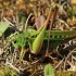 Wart-biter (Decticus verrucivorus) | Fotografijos autorius : Ramunė Vakarė | © Macronature.eu | Macro photography web site