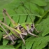 Margasis žiogas - Decticus verrucivorus, patinėlis | Fotografijos autorius : Vaida Paznekaitė | © Macronature.eu | Macro photography web site