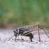 Wart-biter - Decticus verrucivorus | Fotografijos autorius : Agnė Našlėnienė | © Macronature.eu | Macro photography web site