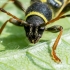 Wasp Beetle - Clytus arietis  | Fotografijos autorius : Oskaras Venckus | © Macronature.eu | Macro photography web site