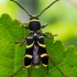 Drebulinis raštenis - Clytus arietis  | Fotografijos autorius : Oskaras Venckus | © Macronature.eu | Macro photography web site