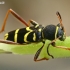 Wasp Beetle - Clytus arietis  | Fotografijos autorius : Gintautas Steiblys | © Macronature.eu | Macro photography web site