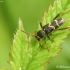 Wasp Beetle - Clytus arietis | Fotografijos autorius : Aleksandras Naryškin | © Macronature.eu | Macro photography web site