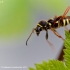 Wasp Beetle - Clytus arietis | Fotografijos autorius : Gediminas Gražulevičius | © Macronature.eu | Macro photography web site