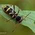 Wasp Beetle - Clytus arietis | Fotografijos autorius : Gediminas Gražulevičius | © Macronature.eu | Macro photography web site