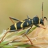 Drebulinis raštenis - Clytus arietis | Fotografijos autorius : Gintautas Steiblys | © Macronature.eu | Macro photography web site