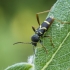 Wasp Beetle - Clytus arietis | Fotografijos autorius : Giedrius Markevičius | © Macronature.eu | Macro photography web site