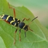 Wasp Beetle - Clytus arietis | Fotografijos autorius : Gintautas Steiblys | © Macronature.eu | Macro photography web site