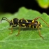 Wasp Beetle - Clytus arietis | Fotografijos autorius : Irenėjas Urbonavičius | © Macronature.eu | Macro photography web site