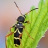 Wasp Beetle - Clytus arietis | Fotografijos autorius : Arūnas Eismantas | © Macronature.eu | Macro photography web site