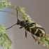 Wasp Beetle - Clytus arietis | Fotografijos autorius : Vytautas Gluoksnis | © Macronature.eu | Macro photography web site