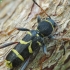 Wasp Beetle - Clytus arietis | Fotografijos autorius : Vidas Brazauskas | © Macronature.eu | Macro photography web site