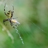 Wasp spider | Argiope bruennichi | Fotografijos autorius : Darius Baužys | © Macronature.eu | Macro photography web site