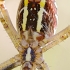 Wasp spider - Agriope bruennichi from below | Fotografijos autorius : Gediminas Gražulevičius | © Macronature.eu | Macro photography web site