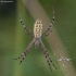 Wasp spider - Argiope bruennichi ♀ | Fotografijos autorius : Žilvinas Pūtys | © Macronature.eu | Macro photography web site