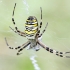 Wasp spider - Argiope bruennichi  | Fotografijos autorius : Kazimieras Martinaitis | © Macronature.eu | Macro photography web site