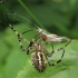 Wasp spider - Argiope bruennichi | Fotografijos autorius : Vidas Brazauskas | © Macronature.eu | Macro photography web site